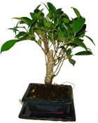 Ficus retusa - fíkovník - bonsai 096