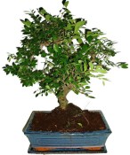 Zelkova 178 - pokojové bonsaje 