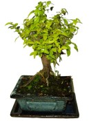 Pokojová bonsai - Sagerethia thea 153