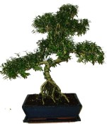 Serissa foetida - strom tísíce hvězd 136kwe