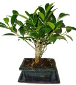 Ficus retusa - fíkovník - bonsai 096