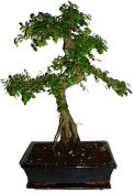 Zelkova 178 - pokojové bonsaje 