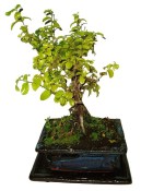Pokojová bonsai - Sagerethia thea 153