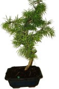 Pseudolarix 1177