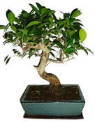 Ficus retusa - fíkovník - bonsai 180