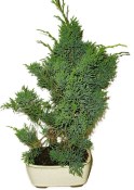 Juniperus - Jalovec 907 - venkovní bonsaje