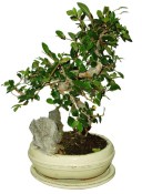 Zelkova 191 - pokojové bonsaje 