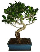 Ficus retusa - fíkovník - bonsai 180