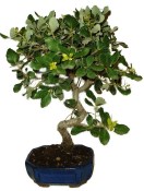 Quercus dub 1207 - venkovní bonsaje