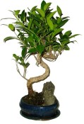 Ficus retusa - fíkovník - bonsai 096