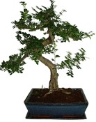 Zelkova 178 - pokojové bonsaje 