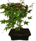 Acer palmatum - Javor dlanitolistý 858
