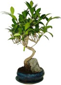 Ficus retusa - fíkovník - bonsai 096
