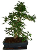 Zelkova 178 - pokojové bonsaje 