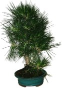 Pinus thunbergi 801 - venkovní bonsaje