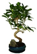 Ficus retusa - fíkovník - bonsai 096