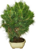 Bonsai Pinus halepensis 1200