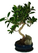 Ficus retusa - fíkovník - bonsai 096
