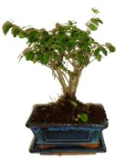 Ligustrum chinensis ptačí zob 816