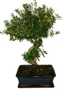 Serissa foetida - strom tísíce hvězd 136kwe