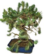 Bonsai Pinus halepensis 615