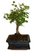 Zelkova 178 - pokojové bonsaje 