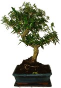 Serissa foetida - strom tísíce hvězd 136kwe