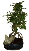 Zelkova 191 - pokojové bonsaje 