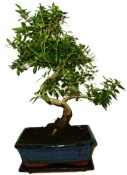 Serissa foetida - strom tísíce hvězd 136kwe