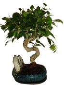 Ficus retusa - fíkovník - bonsai 096