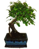 Zelkova 178 - pokojové bonsaje 