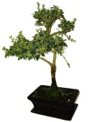 Serissa foetida - strom tísíce hvězd 136kwe