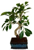 Ficus retusa - fíkovník - bonsai 148