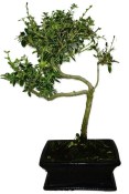 Serissa foetida - strom tísíce hvězd 136kwe