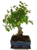 Zelkova 178 - pokojové bonsaje 