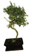 Serissa foetida - strom tísíce hvězd 136kwe