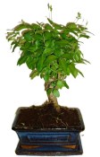 Ligustrum chinensis ptačí zob 816