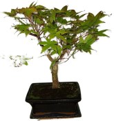Acer palmatum - Javor dlanitolistý 858