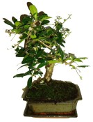 Pokojová bonsaj Carmona microphylla - čaj fuki 162