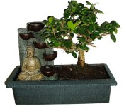 Pokojová bonsaj Carmona microphylla - čaj fuki 584 fontána funkční součástí čerpadýlko