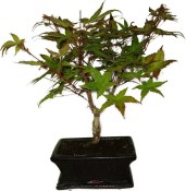 Acer palmatum - Javor dlanitolistý 858