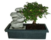 Zelkova 255 - pokojové bonsaje - fontána funkční součástí čerpadýlko