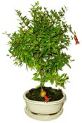 Punica granatum - granátovník 1074