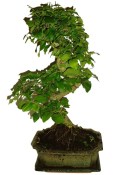 Ligustrum chinensis ptačí zob 588