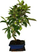 Malus - Třešňoplodá jabloň 860