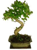 Ligustrum chinensis ptačí zob 588