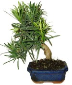 Podocarpus - Kamenný tis 755