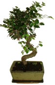 Zelkova 191 - pokojové bonsaje 