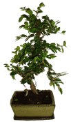 Zelkova 191 - pokojové bonsaje 