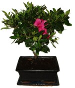 Venkovní bonsaje - Azalka - Rhododendron 1174